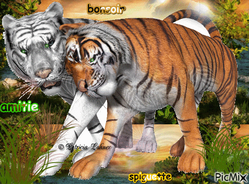 tigres - Ingyenes animált GIF
