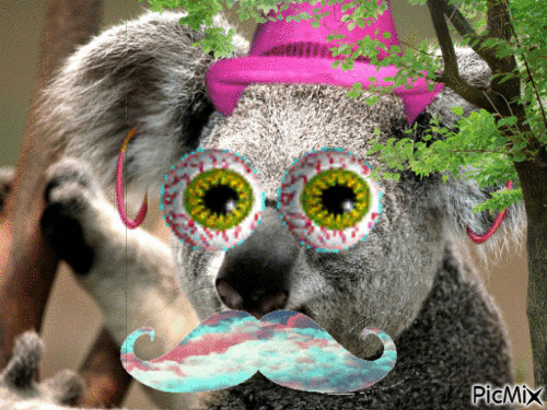 mon koala - GIF animado grátis