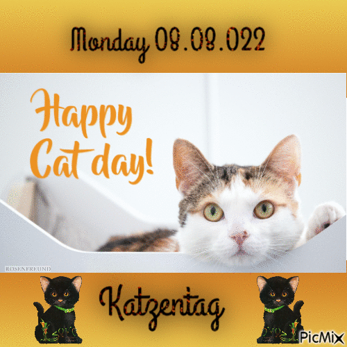 Happy Catday----Katzentag - GIF เคลื่อนไหวฟรี