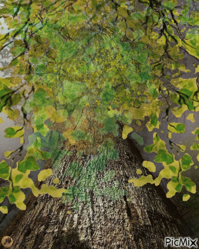 Árbol - GIF animado grátis