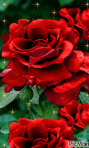 Red Roses Signifies Love - GIF animado grátis
