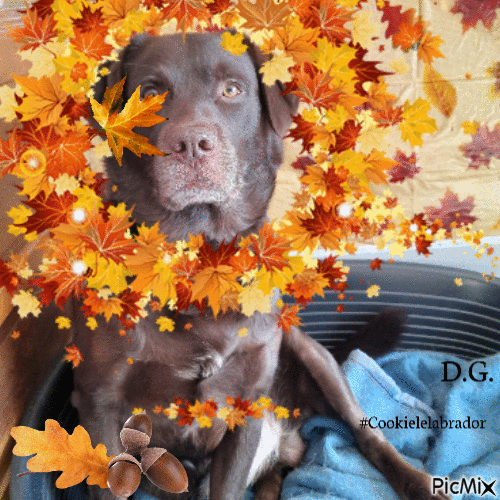 Cookie en Automne - Free animated GIF