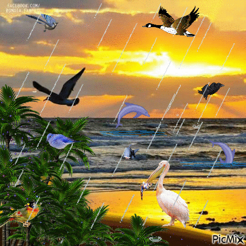Aves no mar - Zdarma animovaný GIF