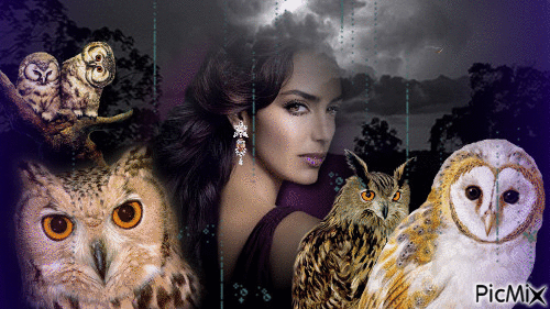 Owls at night - GIF animé gratuit