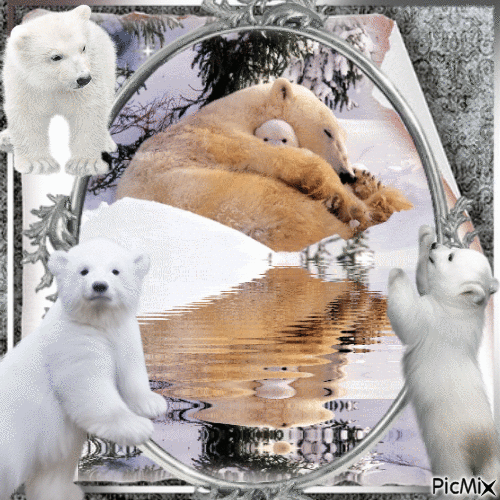 Oso polar - Ingyenes animált GIF