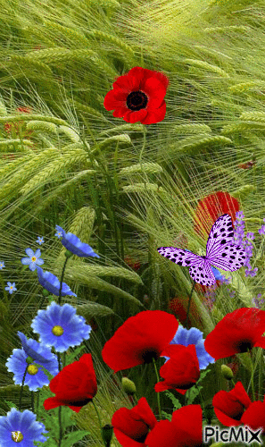 Квіти - Besplatni animirani GIF