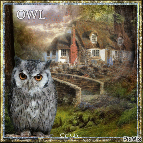 OWL - Zdarma animovaný GIF