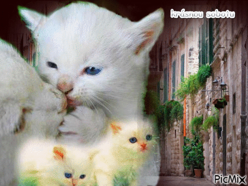 kočky - Nemokamas animacinis gif