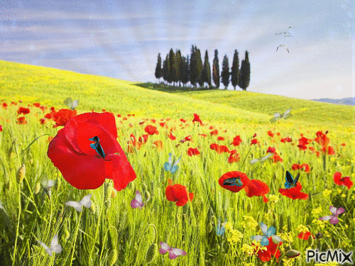 Poppies - Free animated GIF