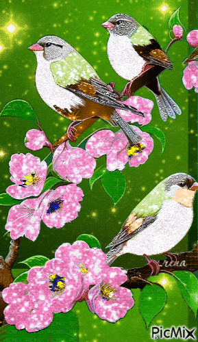 Птички в сакуре - Бесплатный анимированный гифка