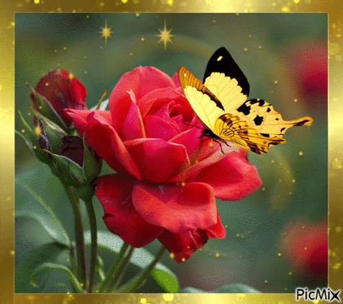 аромат розы - 無料のアニメーション GIF
