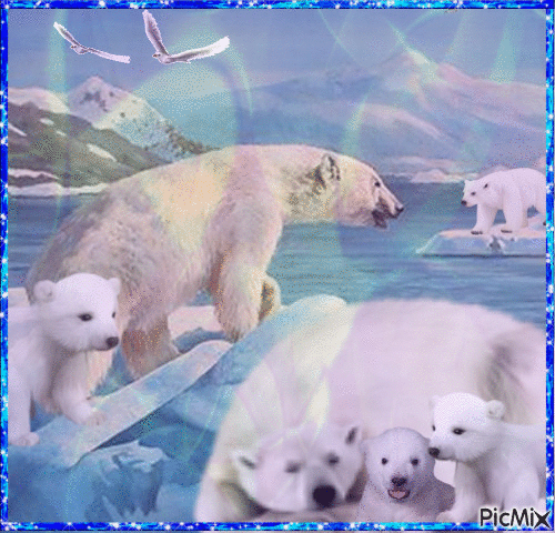 Polar bears - GIF animado gratis