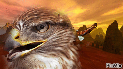 Tierra de águilas - GIF animado grátis