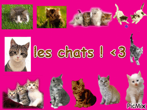 les chats ! <3 - Δωρεάν κινούμενο GIF