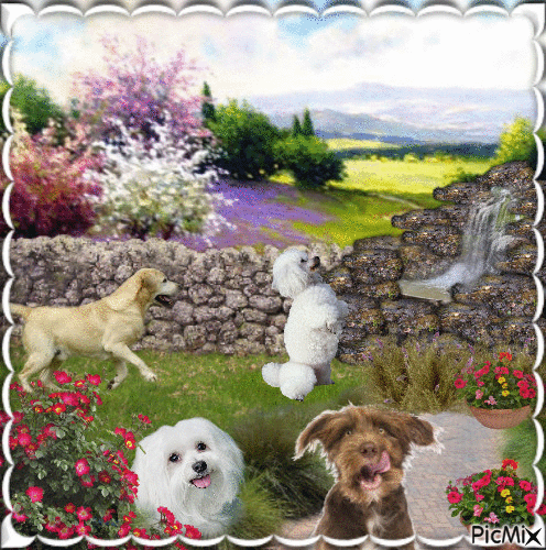 Chiens qui ont soif - Free animated GIF