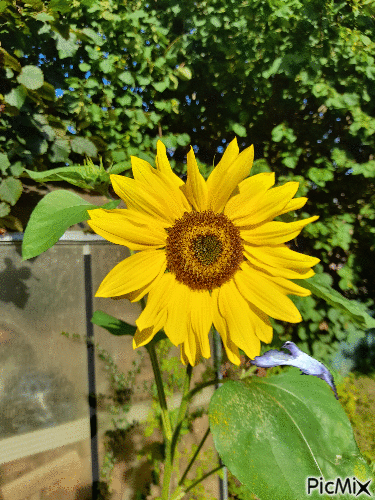 Sunflower. - Ilmainen animoitu GIF