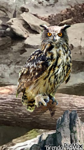 OWL - nemokama png