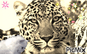 Le tigre avec son animal de compagnie - 免费动画 GIF