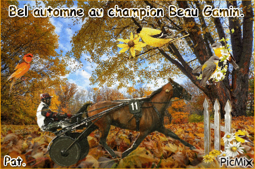 Le champion Beau Gamin. - Free animated GIF