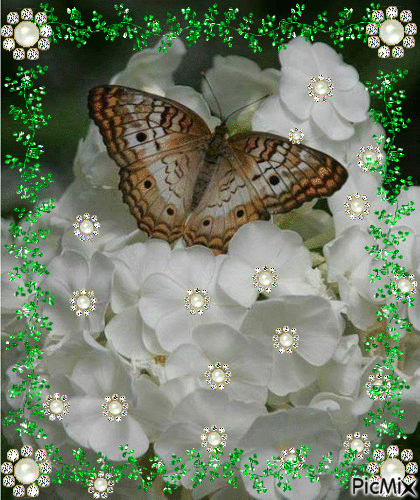 flores com borboleta - Бесплатный анимированный гифка