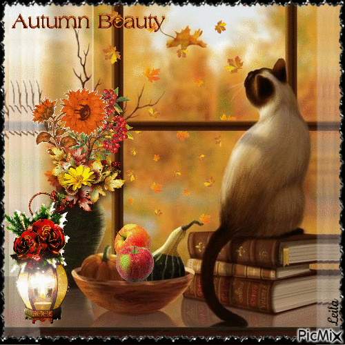 Cat in the window. Autumn Beauty - Free animated GIF