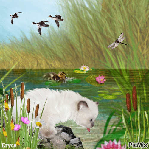 Le chat au  bord de l'étang - Gratis animerad GIF