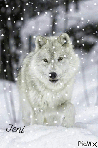 Wolf - Zdarma animovaný GIF