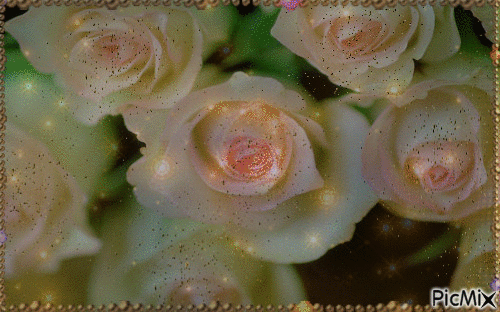 white roses - Besplatni animirani GIF