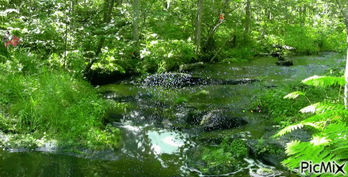 ruisseau dans les fougères - Ücretsiz animasyonlu GIF