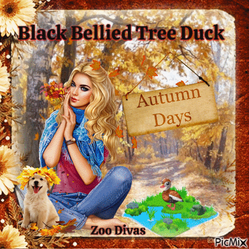 Black bellied tree duck - GIF animé gratuit