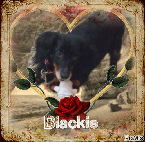 Blackie 10 yrs - gratis png
