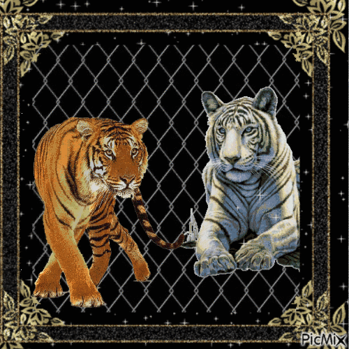 Les tigres - GIF animé gratuit