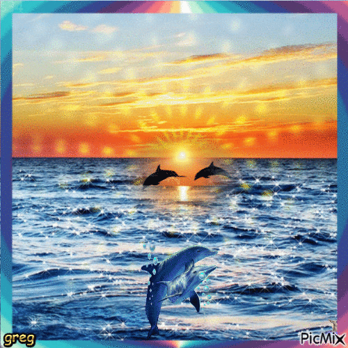 les dauphins et le coucher du soleil - GIF animé gratuit