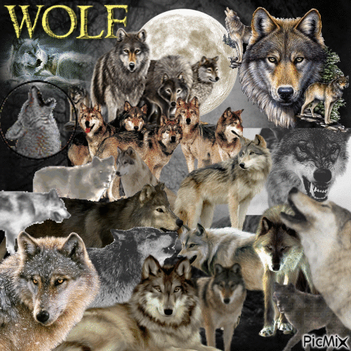 Amazing wolfs - GIF animé gratuit