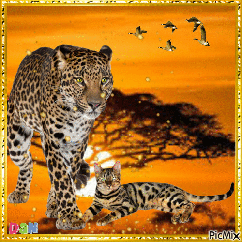 les félins, le léopard et le chat - Gratis geanimeerde GIF