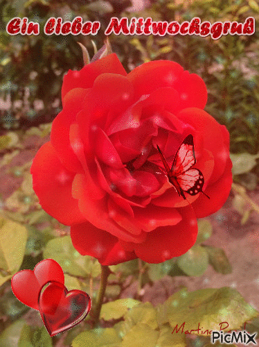 Rosengruß am Mittwoch - Darmowy animowany GIF
