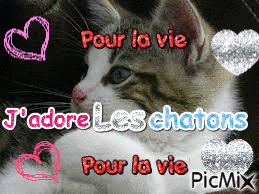 J'adore Les Chatons - Безплатен анимиран GIF