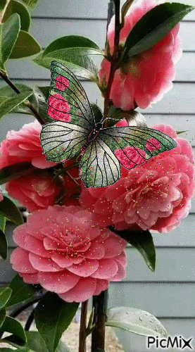 fleurs et papillon - GIF animate gratis