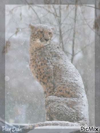 Snow Leopard 2 - GIF animasi gratis
