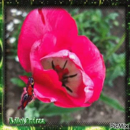 Tulipánjaim. Szépségek a kertemben. - GIF animasi gratis