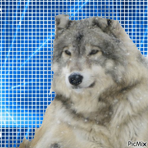 Wolf - Kostenlose animierte GIFs