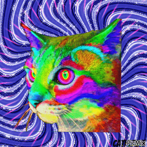 le chat en couleur - GIF animé gratuit