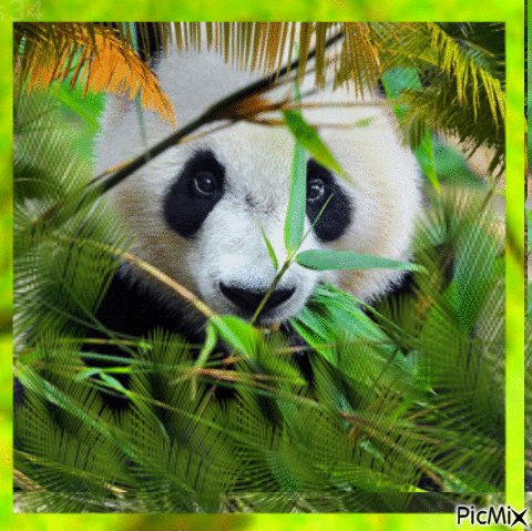Panda - Gratis geanimeerde GIF