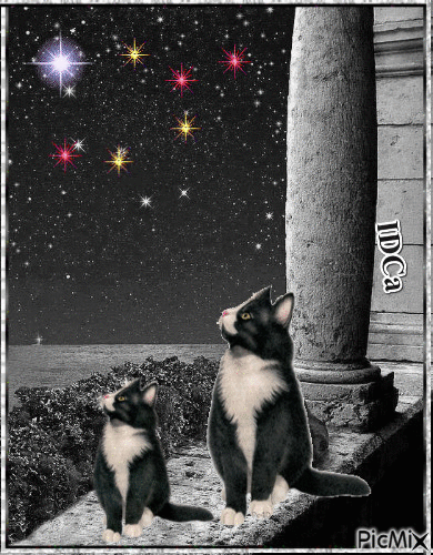 Bonne soirée les chatons - Besplatni animirani GIF