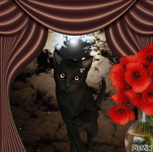 черный кот ❣ black cat - GIF animado gratis