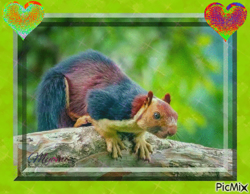 écureuil géant - Gratis geanimeerde GIF