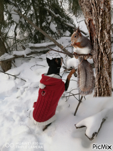 tia chasse a l'écureuil - GIF animasi gratis
