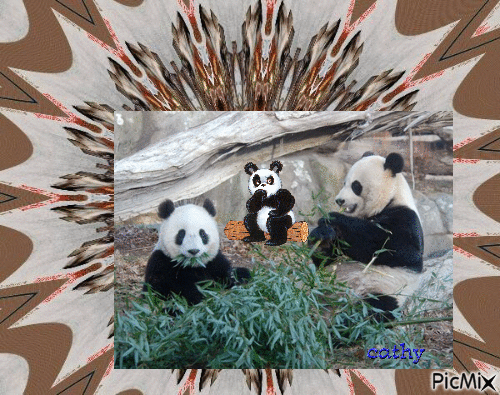 pandas - Darmowy animowany GIF