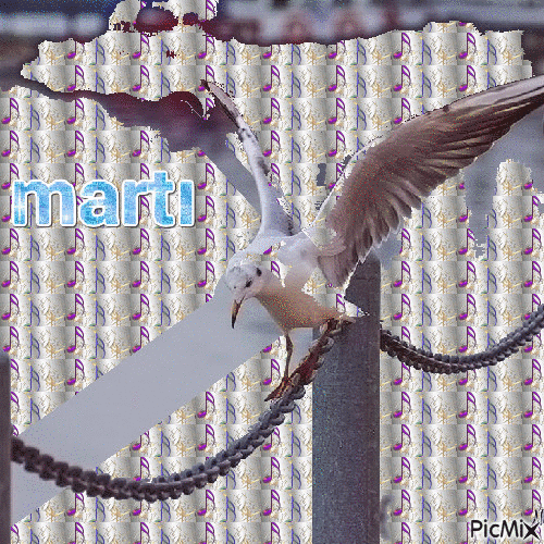 martı - Darmowy animowany GIF
