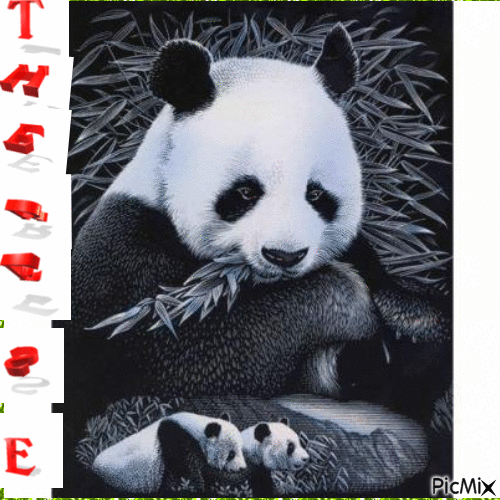 panda - Darmowy animowany GIF